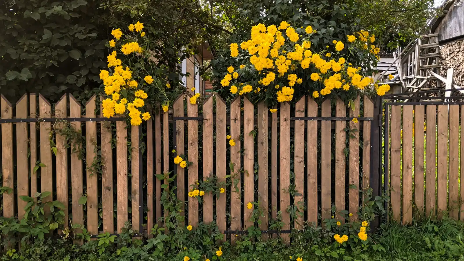 A pointed timber picket fence behind a black railing, with yellow flowers spilling over the top.