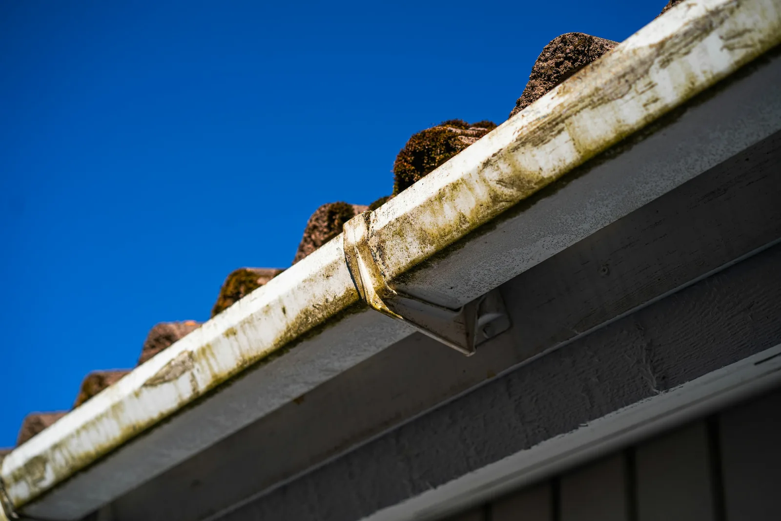 Moss has taken hold across the tiles above a gutter stained green with algae.