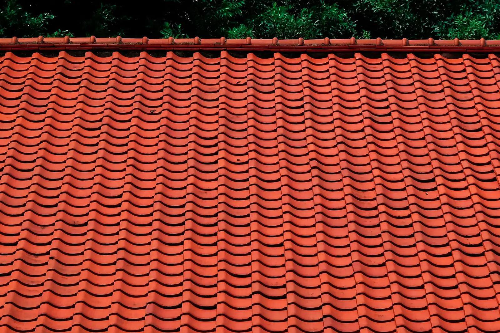 Dark shrubs press against the ridge of a roof tiled in bright orange pantiles.